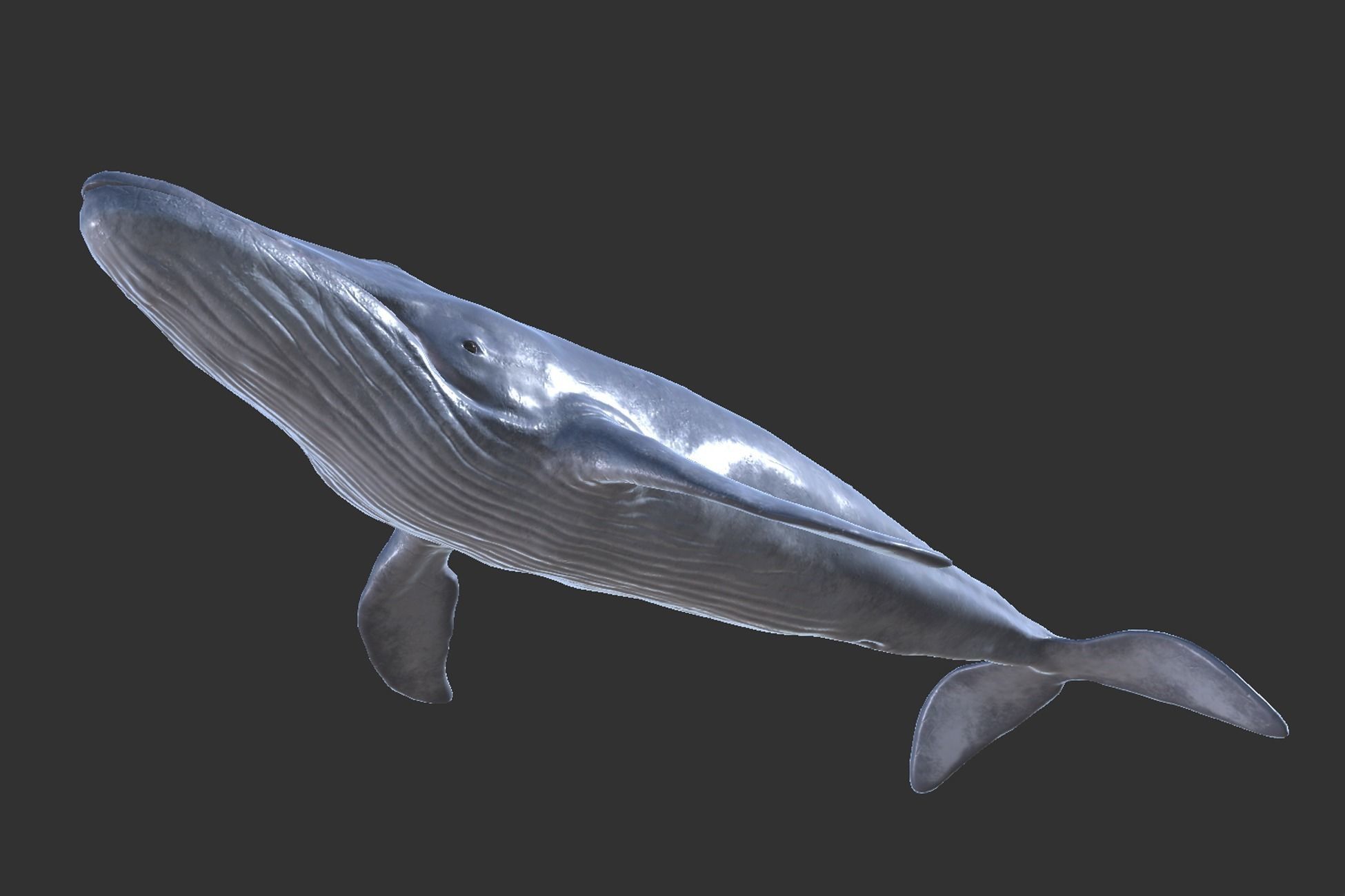 Blue Whale Low-poly 3D model_5