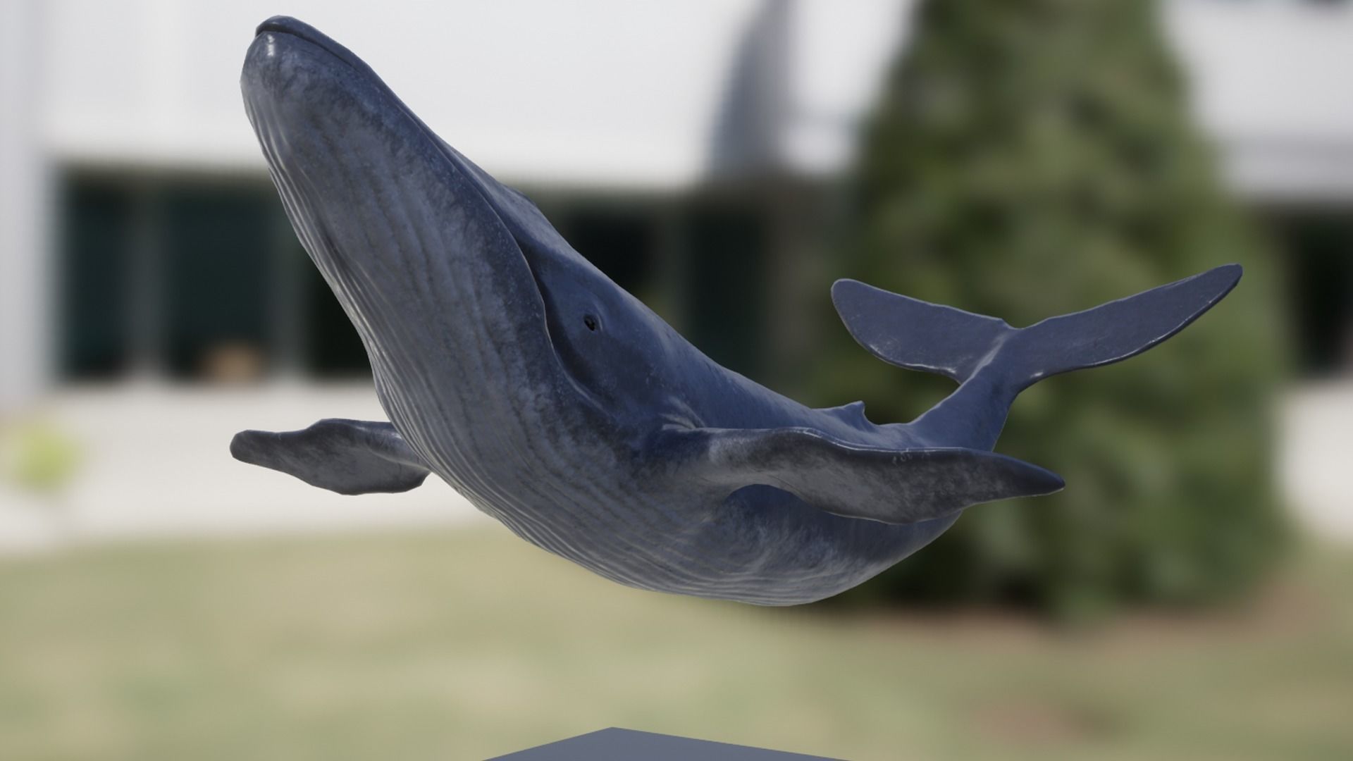 Blue Whale Low-poly 3D model_10
