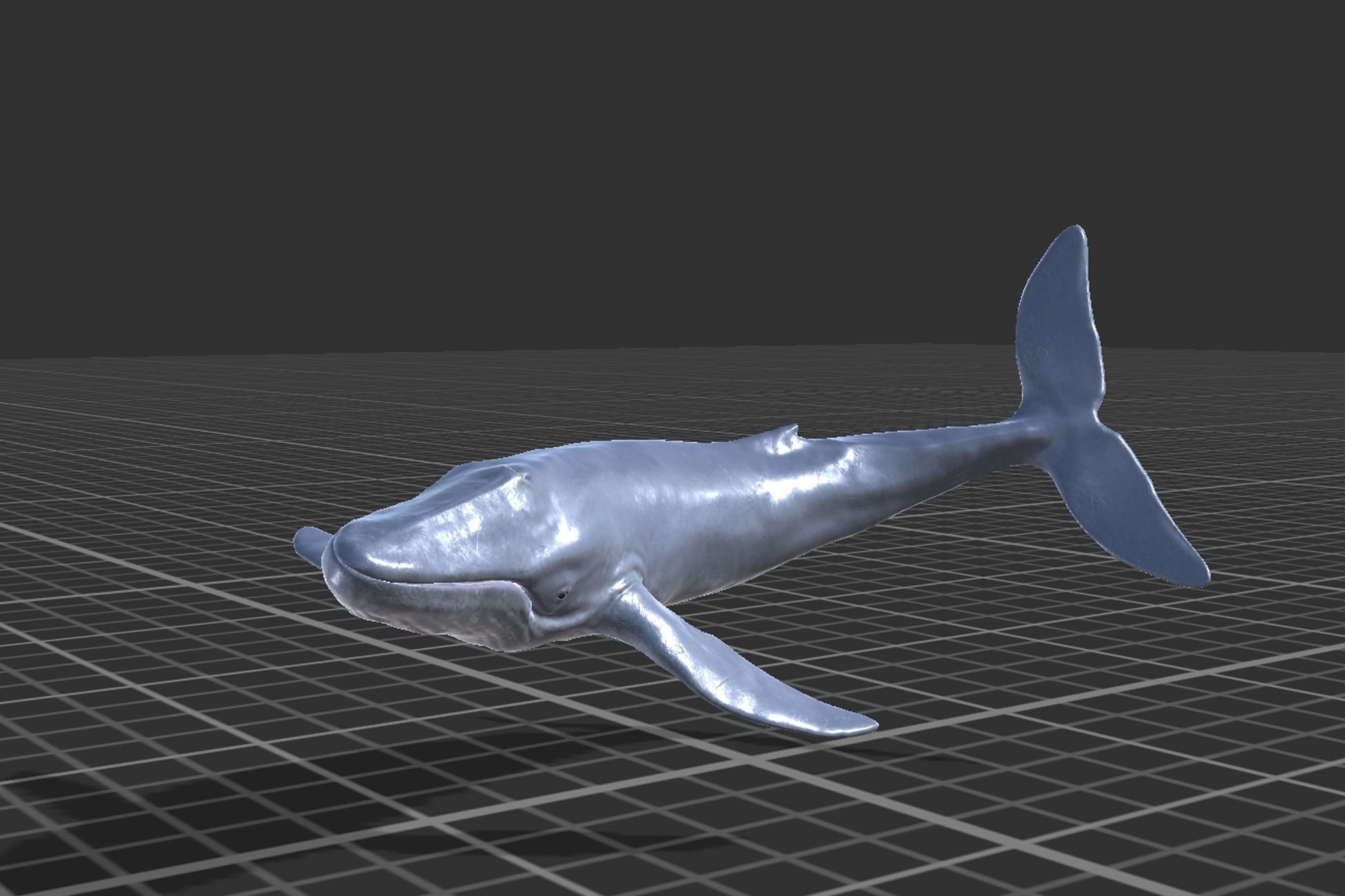 Blue Whale Low-poly 3D model_7