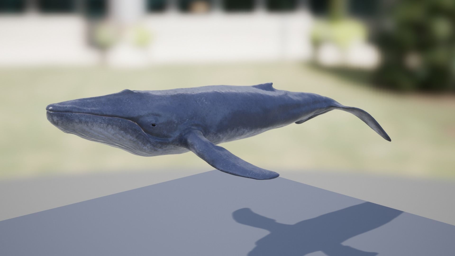 Blue Whale Low-poly 3D model_11