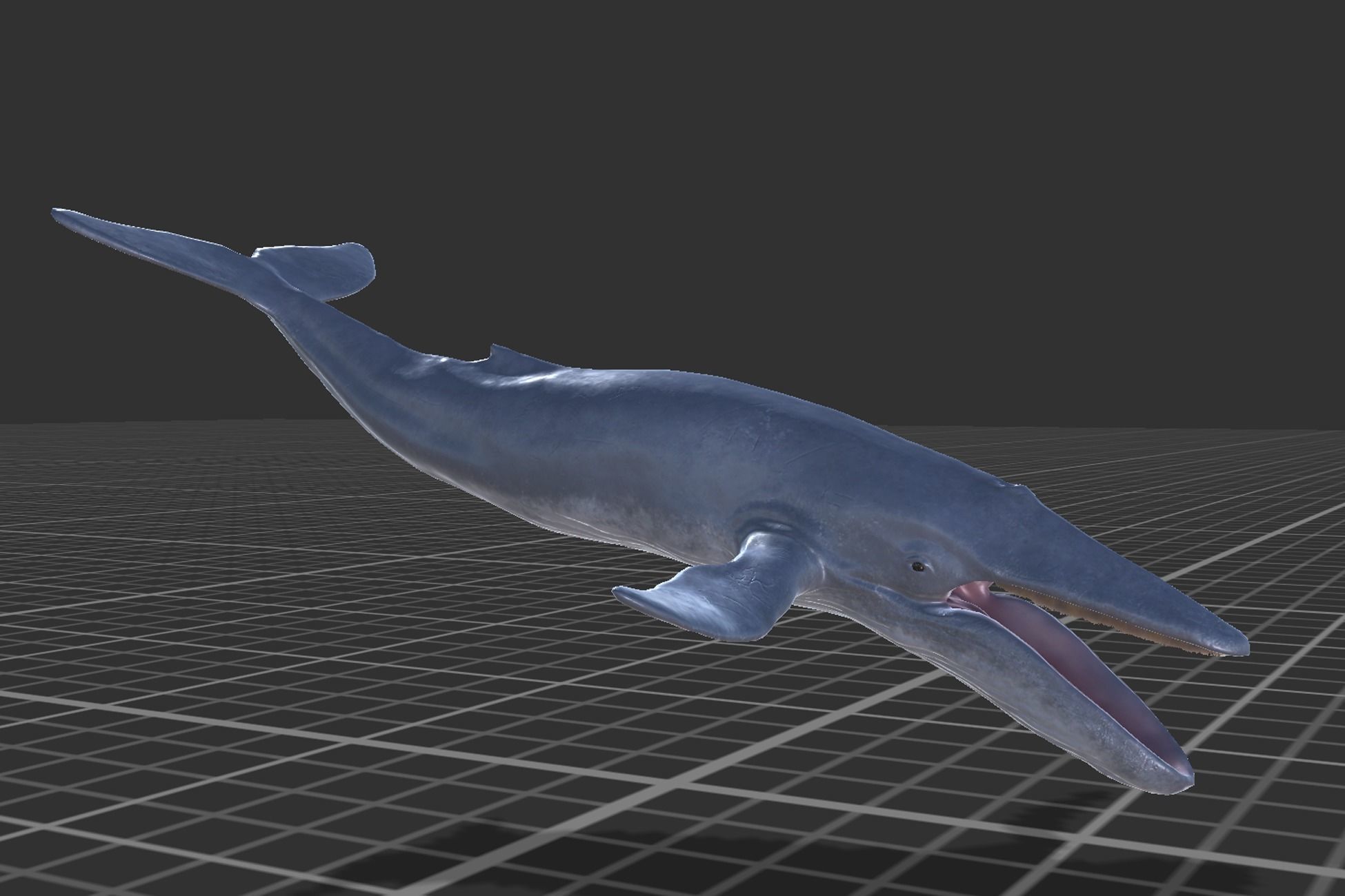 Blue Whale Low-poly 3D model_6