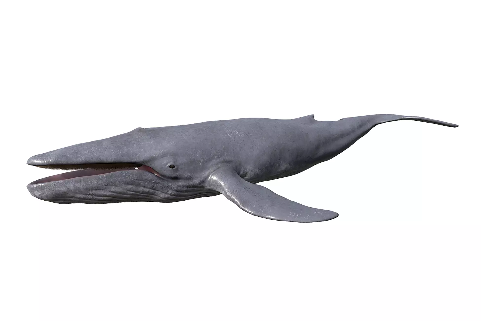 Blue Whale Low-poly 3D model_0