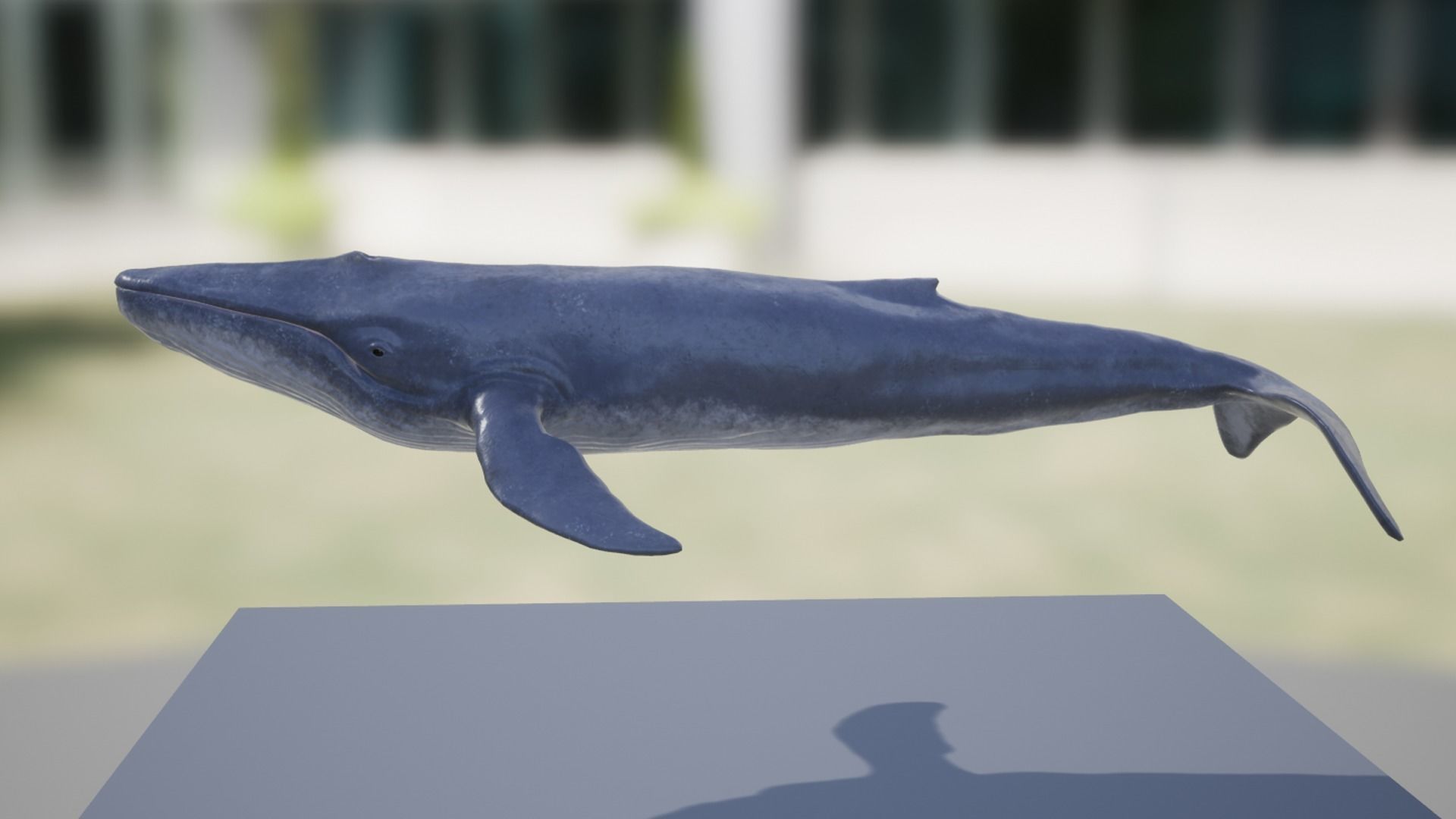 Blue Whale Low-poly 3D model_12