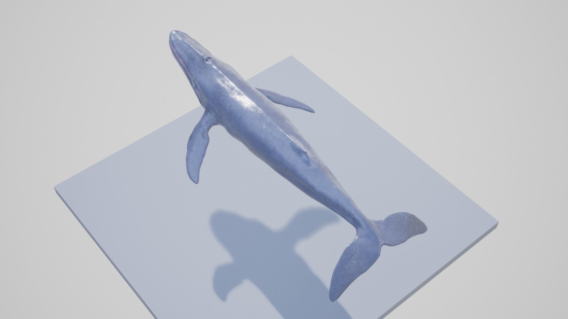 Blue Whale Low-poly 3D model_8