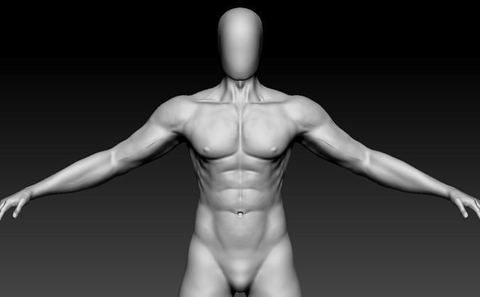 realistic anatomy male  3D model