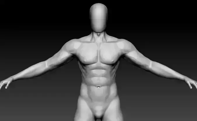 realistic anatomy male  3D model