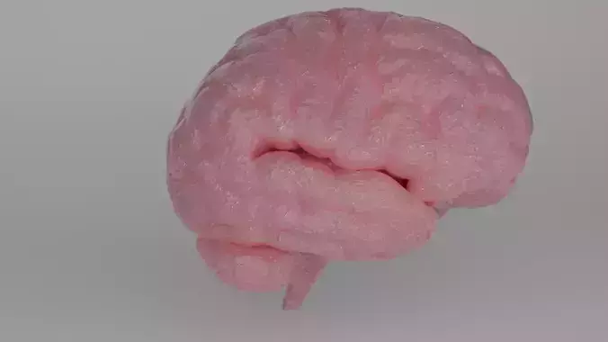 Brain human