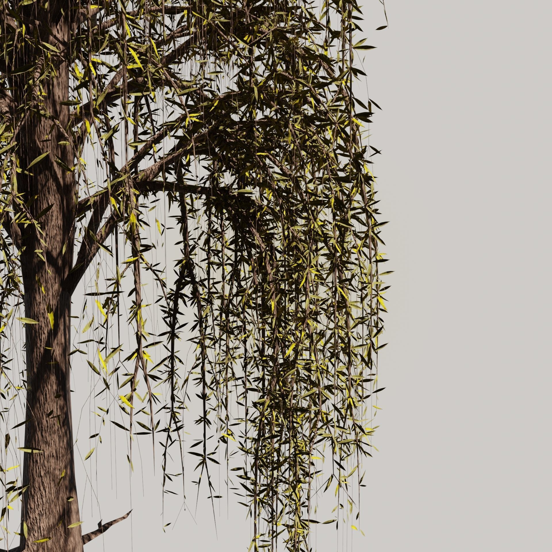 The Willow Tree high poly 3D model Free 3D model_4