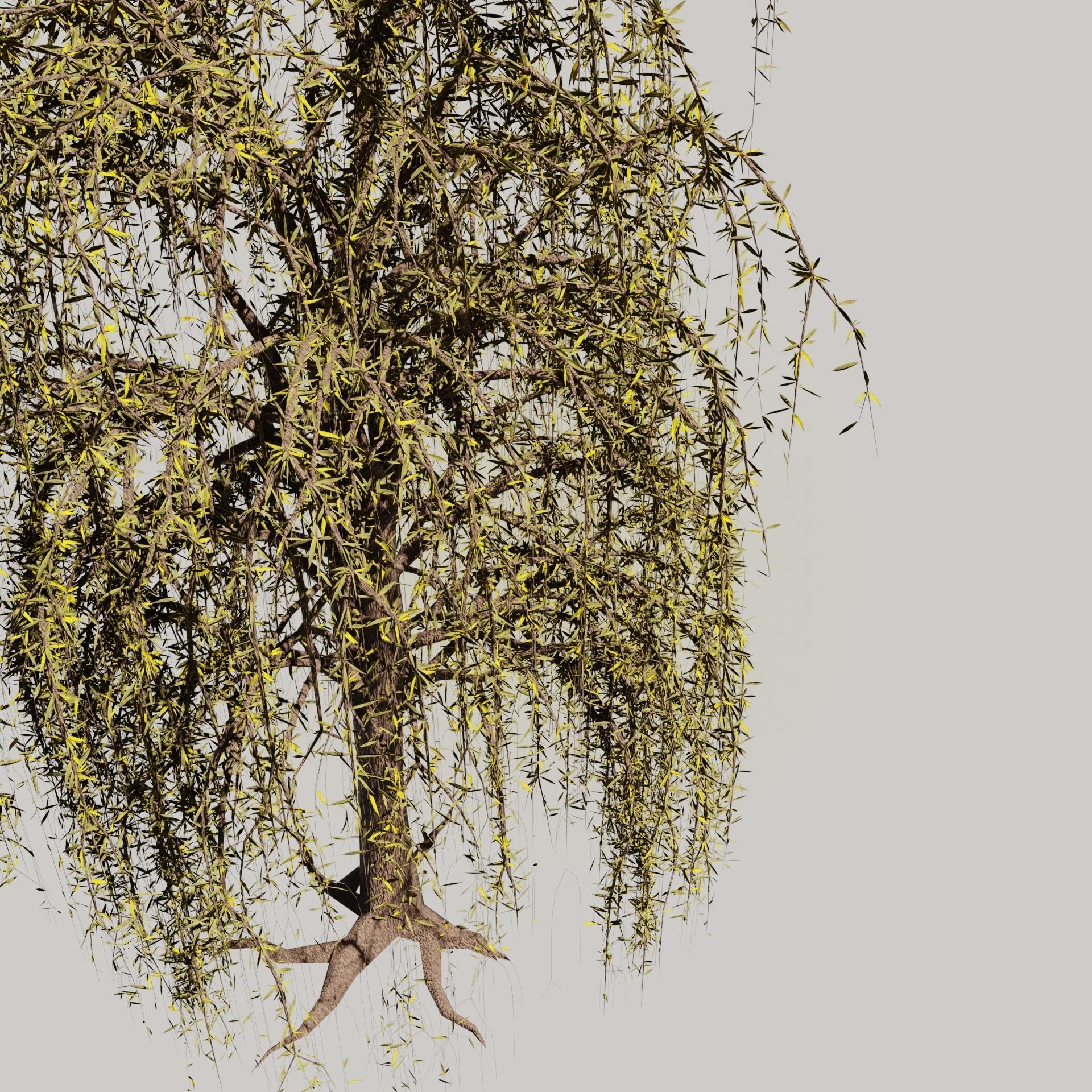 The Willow Tree high poly 3D model Free 3D model_5