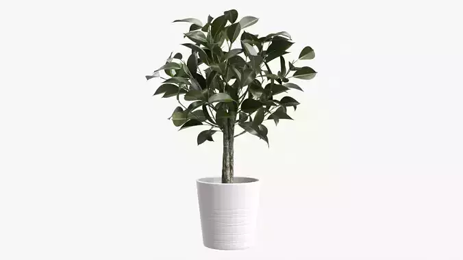 Rubber plant ficus in decorative pot
