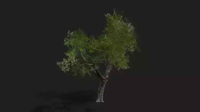 Scanned Diamond Jubilee Tree Low-poly 3D model