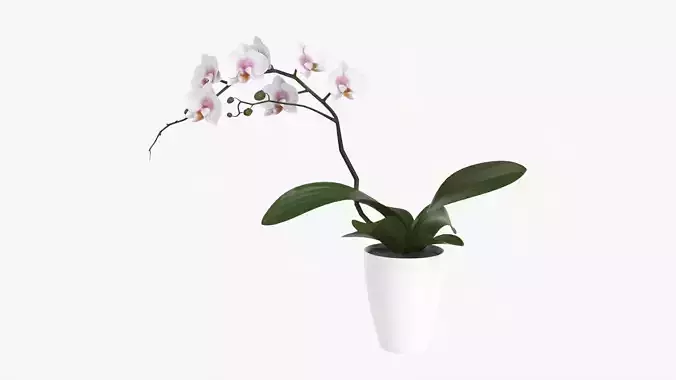 Orchid flower in pot