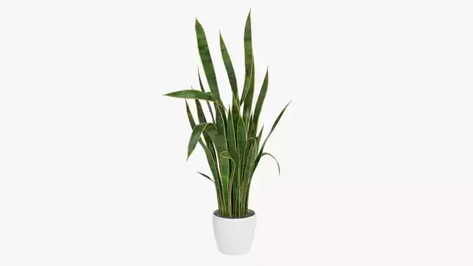 Snake plant Dracaena trifasciata 01 3D model