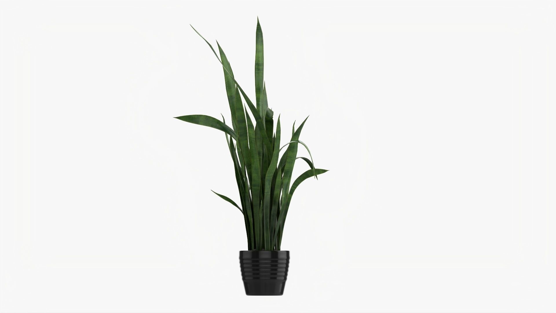 Snake plant Dracaena trifasciata 02 3D model_4