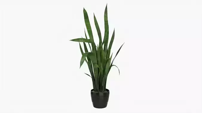 Snake plant Dracaena trifasciata 02 3D model