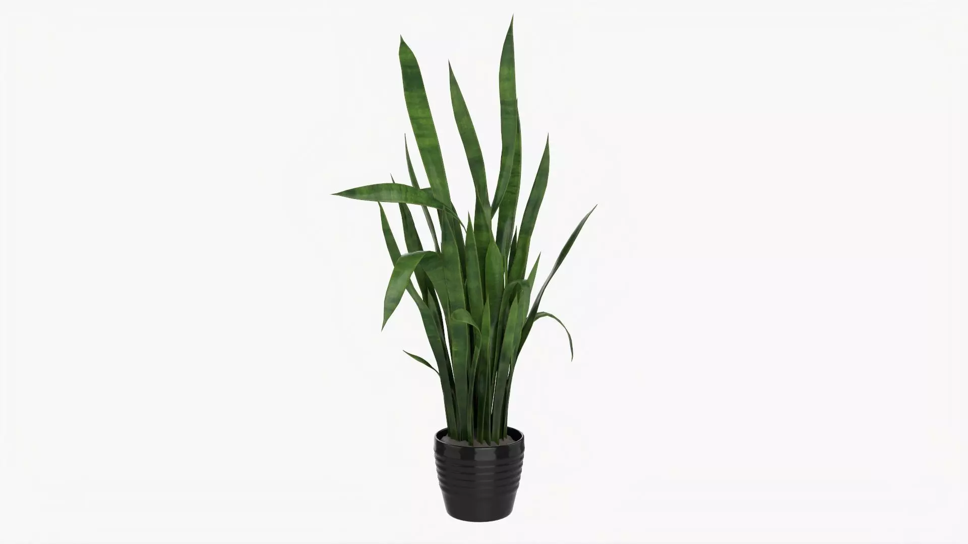 Snake plant Dracaena trifasciata 02 3D model_0