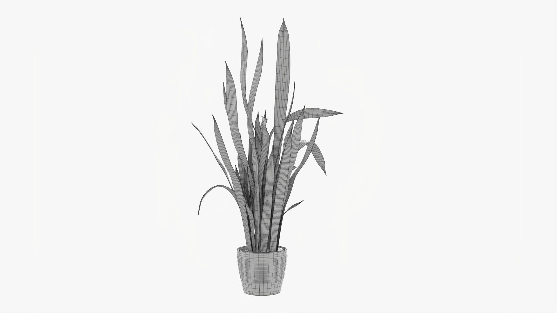 Snake plant Dracaena trifasciata 02 3D model_7