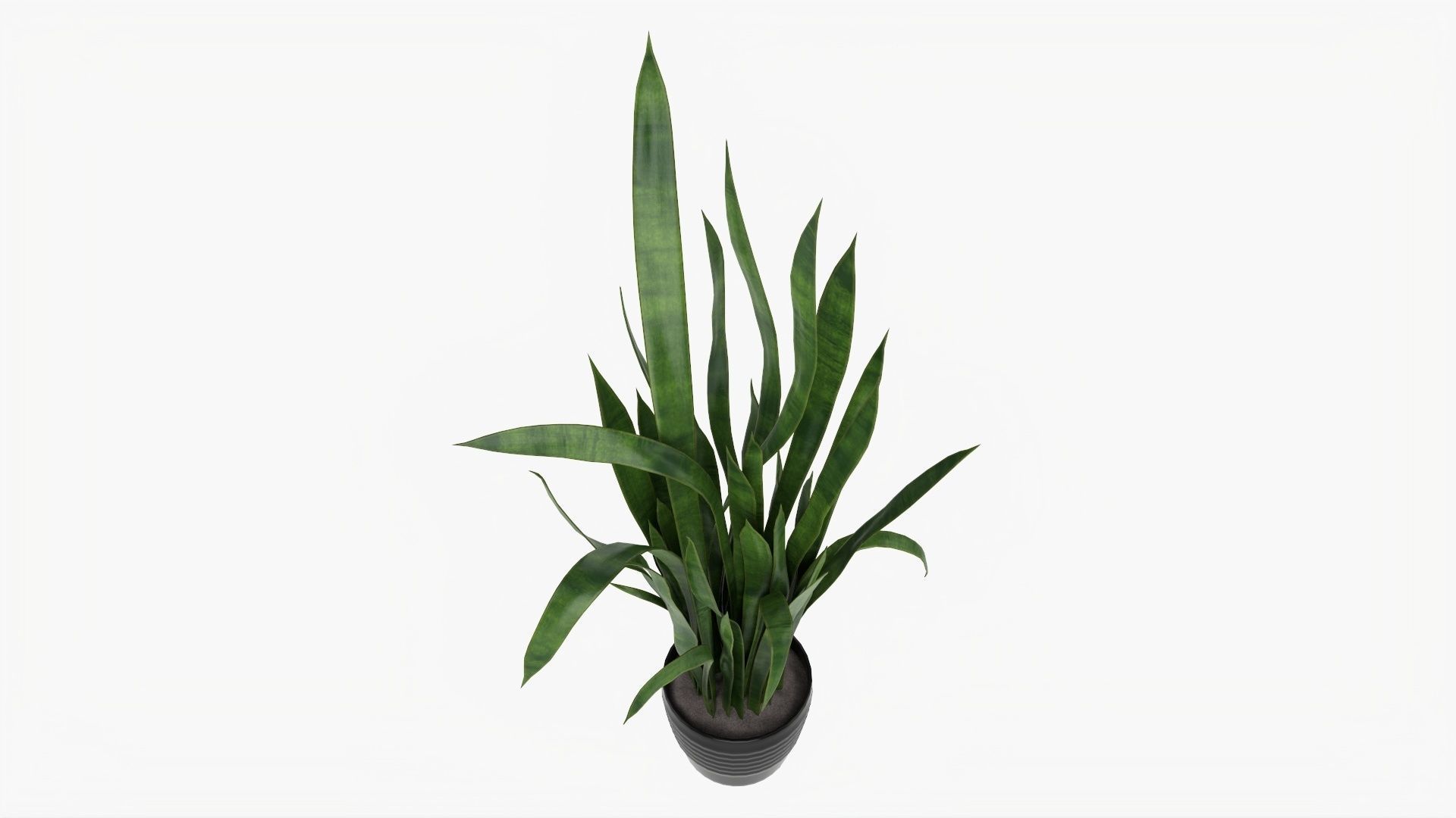 Snake plant Dracaena trifasciata 02 3D model_2