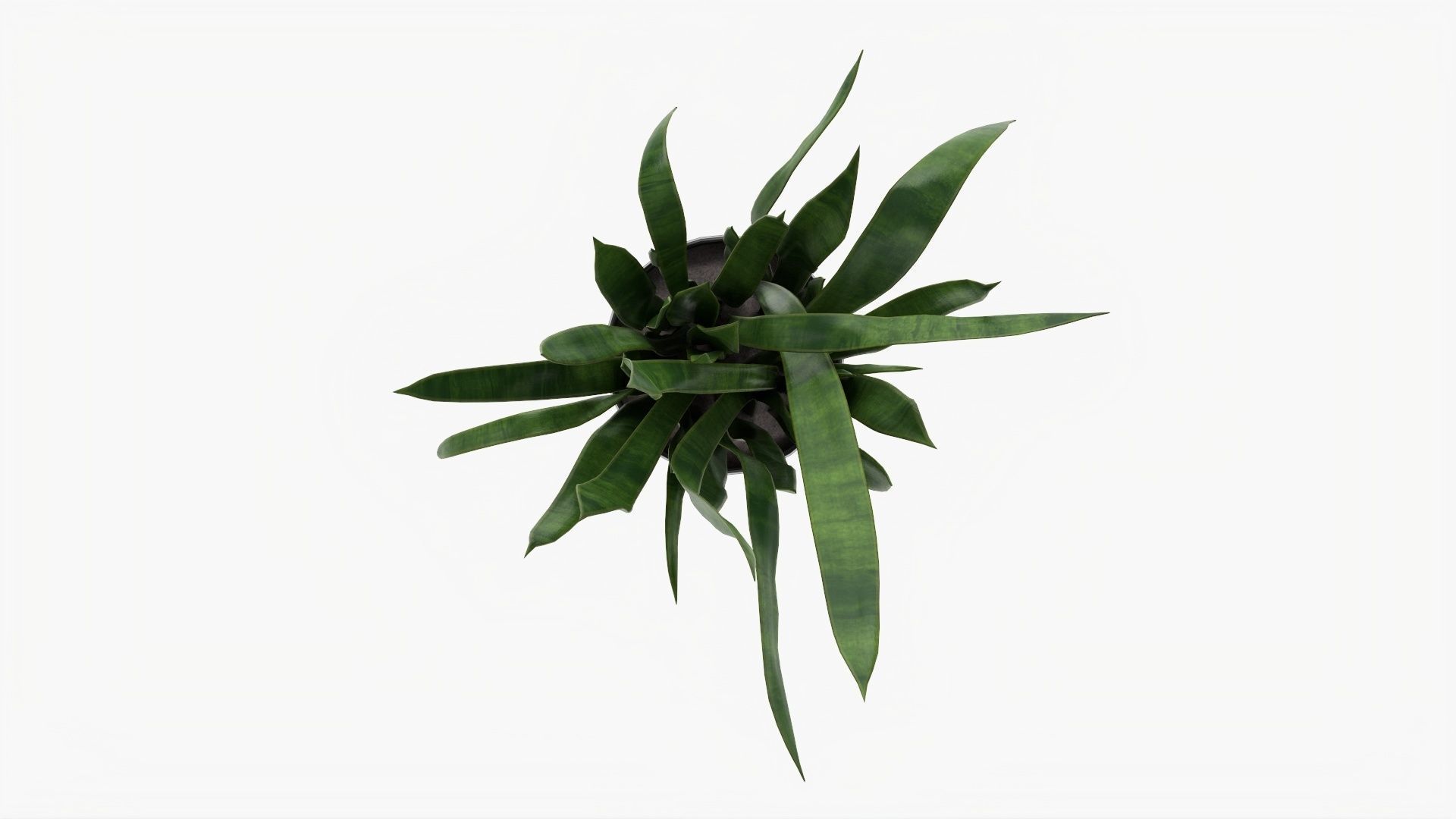 Snake plant Dracaena trifasciata 02 3D model_5