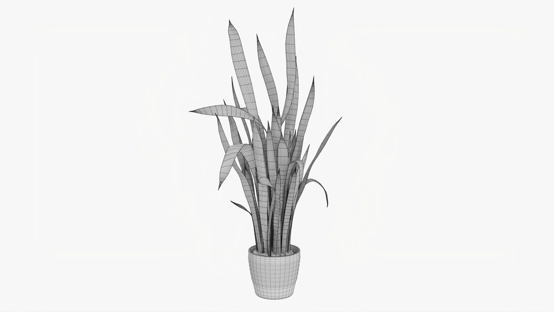 Snake plant Dracaena trifasciata 02 3D model_6
