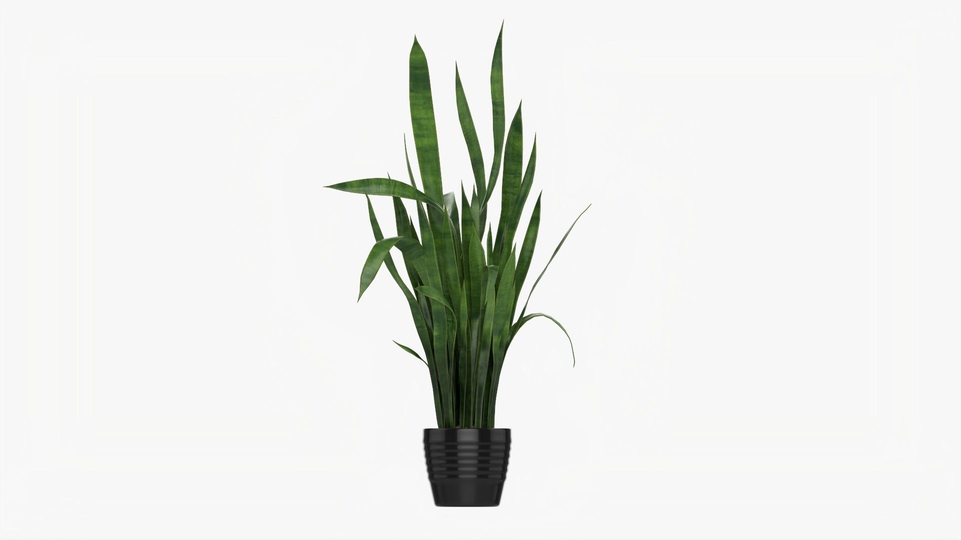 Snake plant Dracaena trifasciata 02 3D model_3