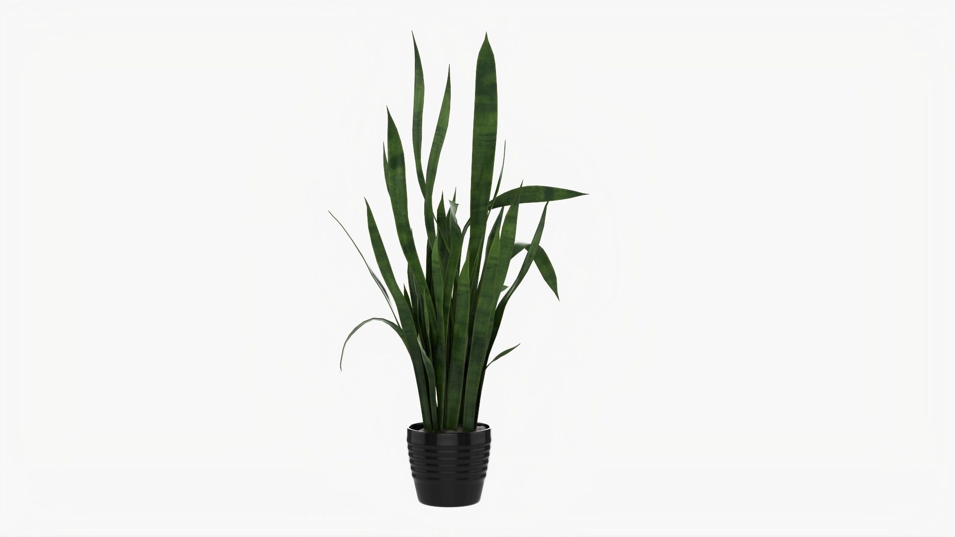 Snake plant Dracaena trifasciata 02 3D model_1