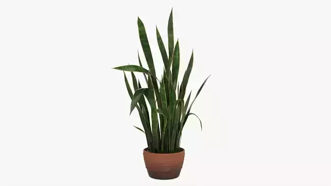 Snake plant Dracaena trifasciata 03 3D model