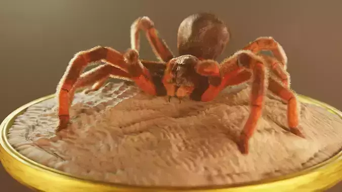 Spider 3d Model