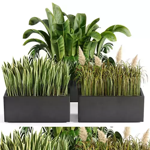 Indoor plant collection 11