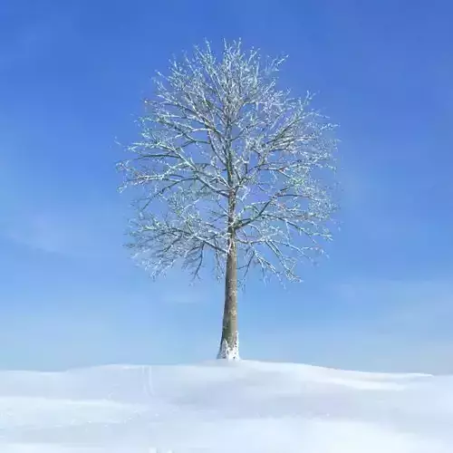 Tree In  Snow