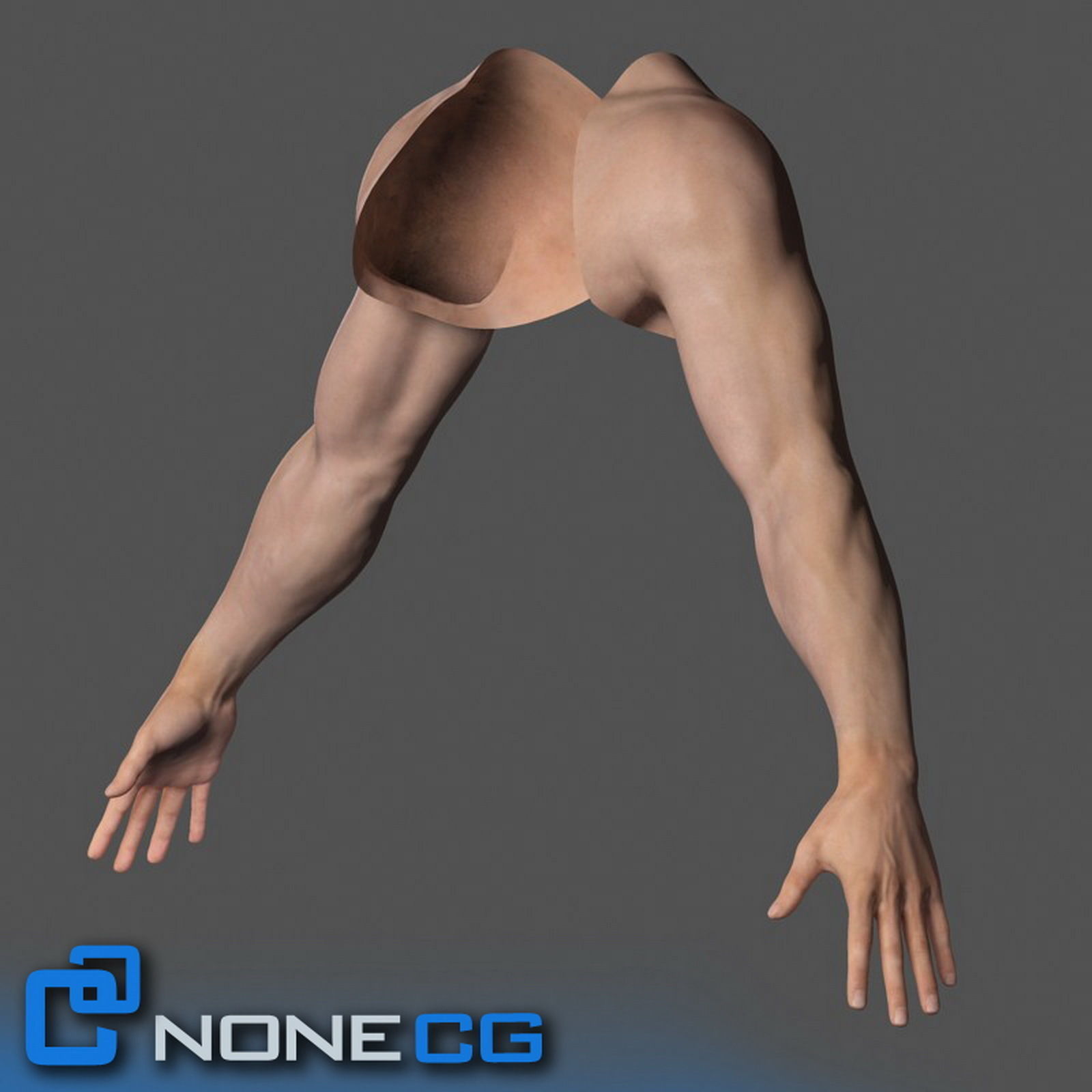 Adult Male Arms and Hands Free 3D model_1