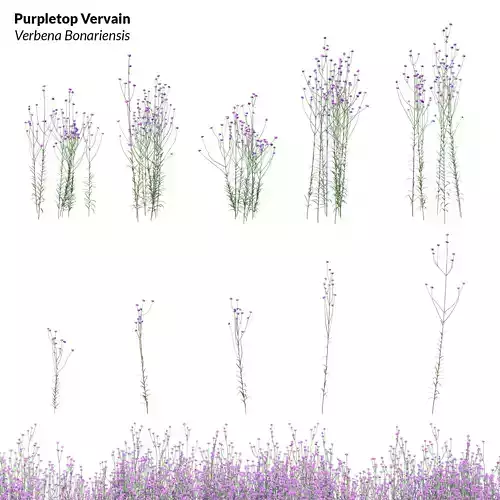 Purpletop Vervain - Verbena bonariensis 3D model