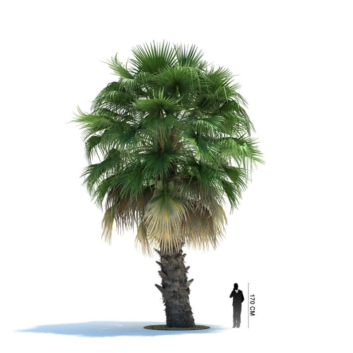 palm tree green 3d model cgtrader