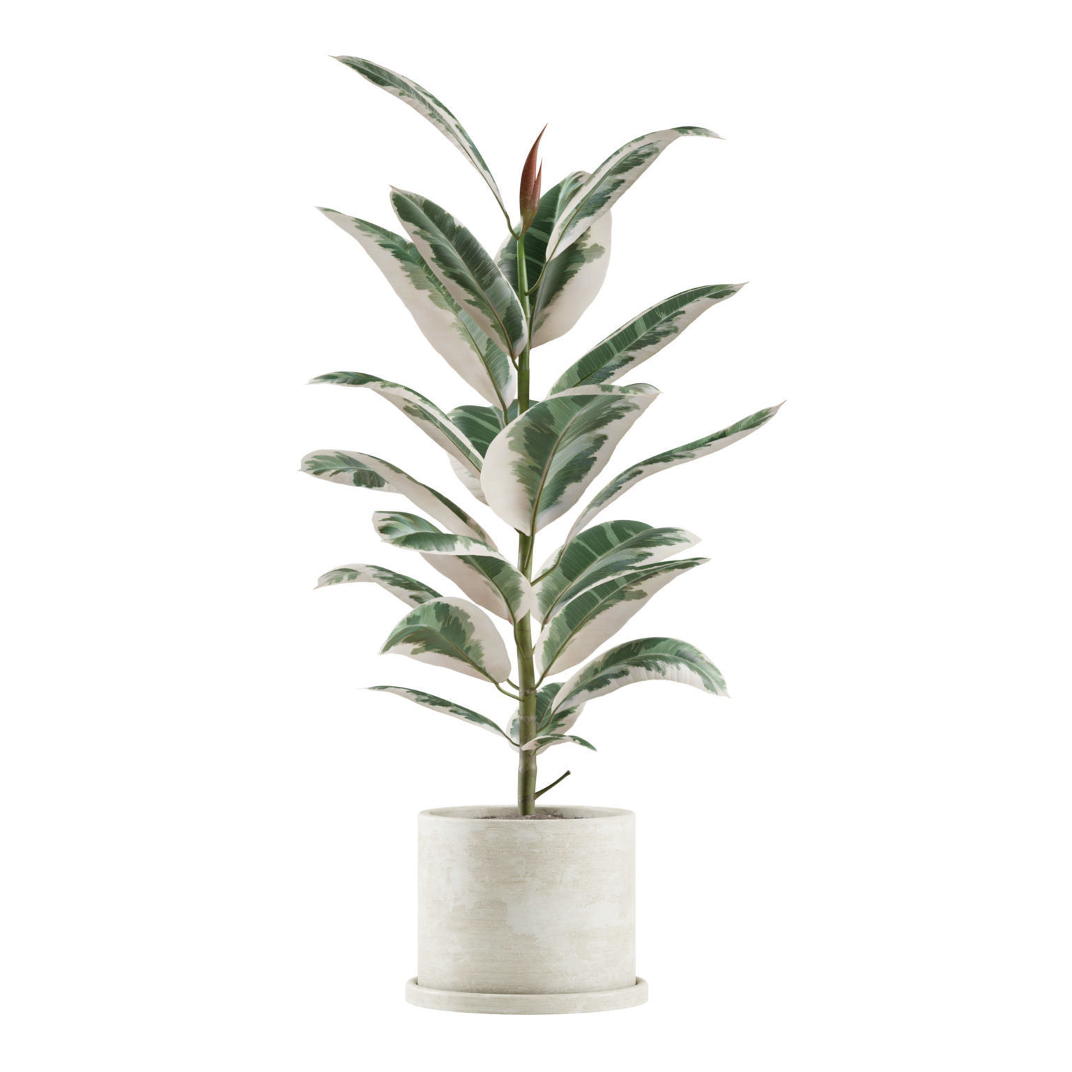 Indoor Plants Pack 04 3D model_6