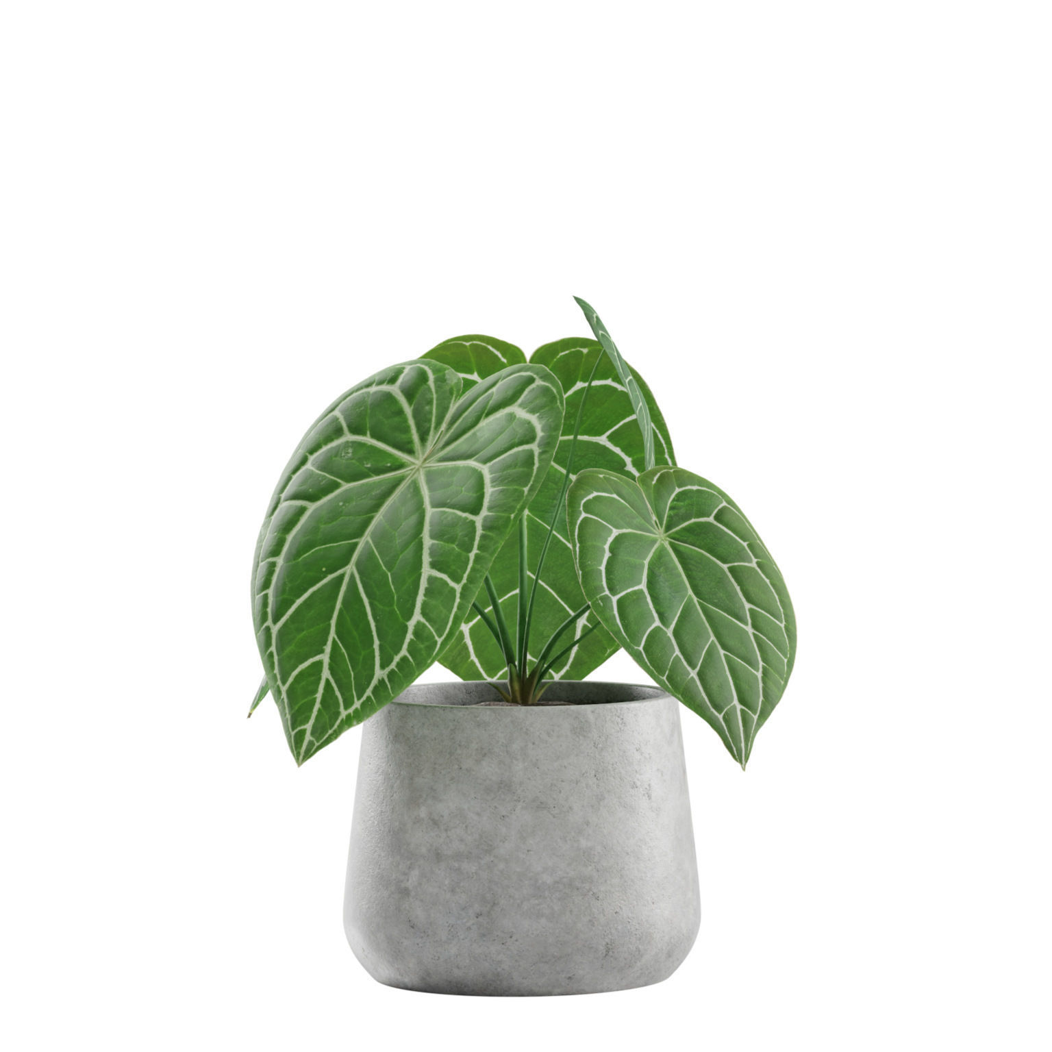 Indoor Plants Pack 04 3D model_4