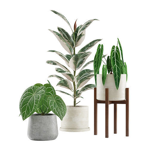 Indoor Plants Pack 04 3D model