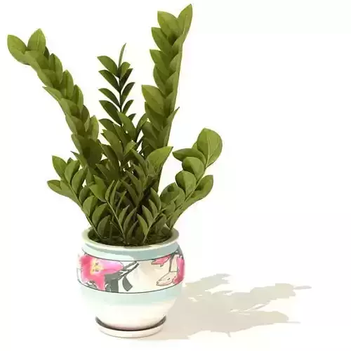 Small Leafed Plant In Flower Pot