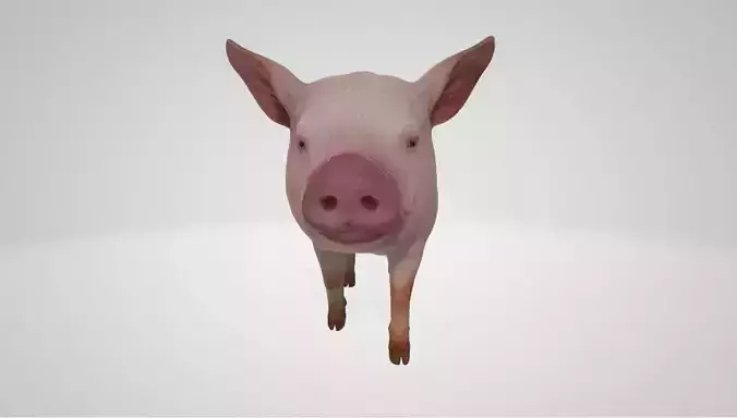 Pig High poly