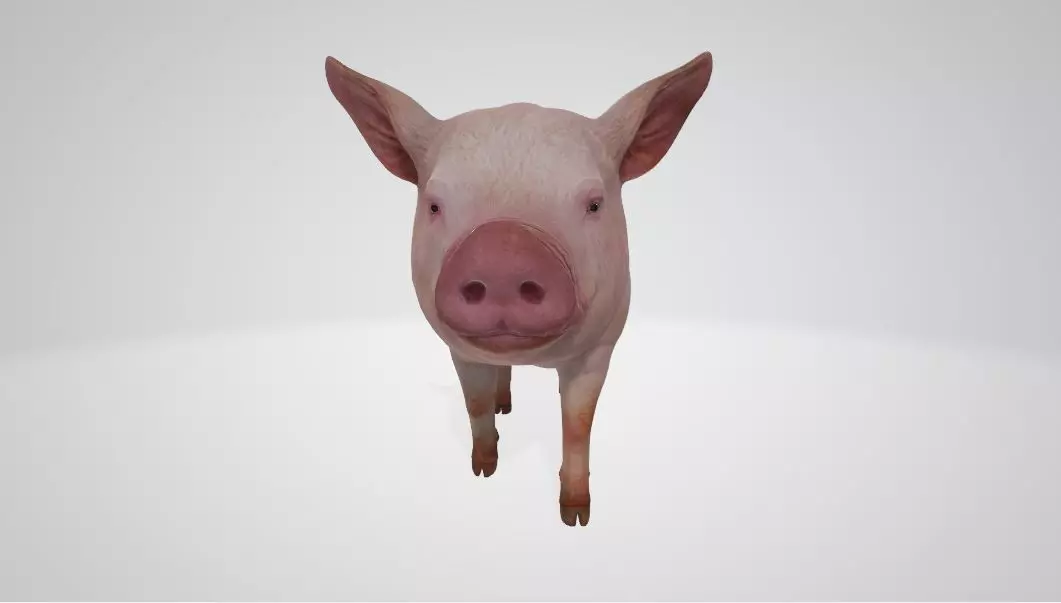 Pig High poly 3D model_0