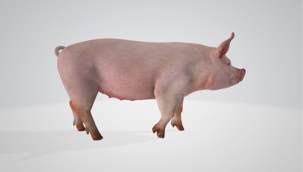 Pig High poly 3D model_1