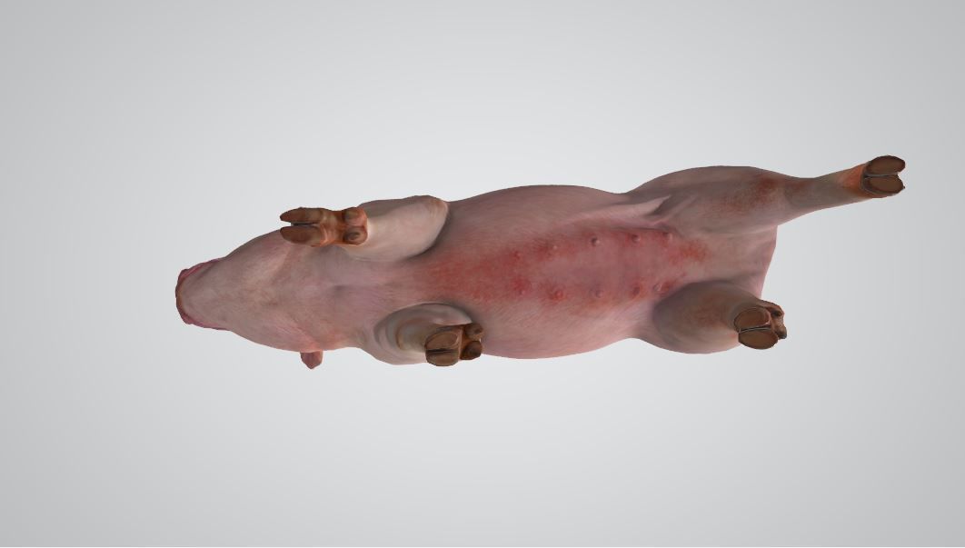 Pig High poly 3D model_4