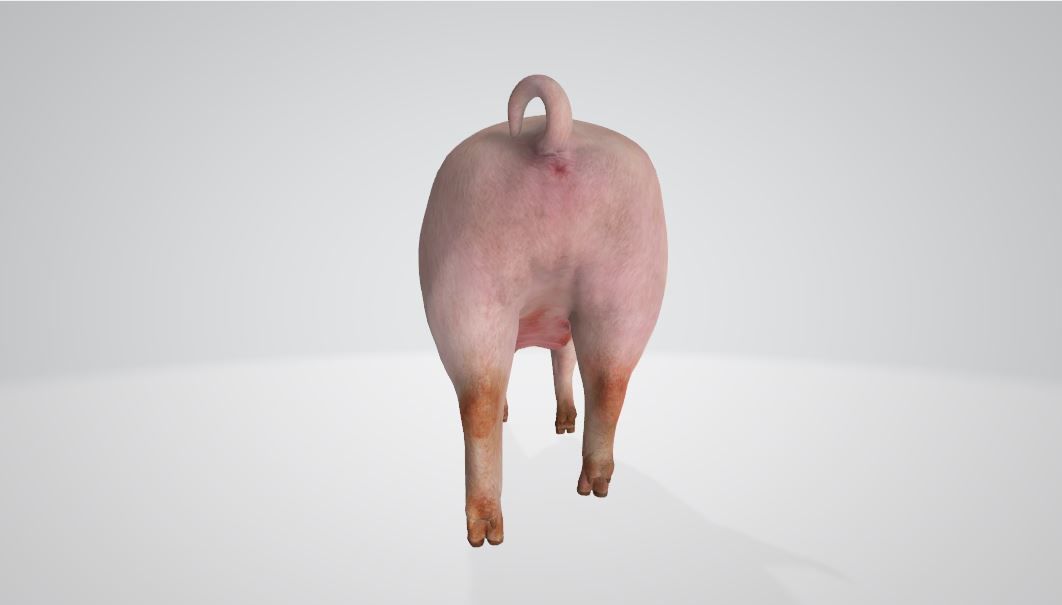 Pig High poly 3D model_3