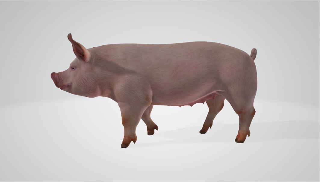 Pig High poly 3D model_2