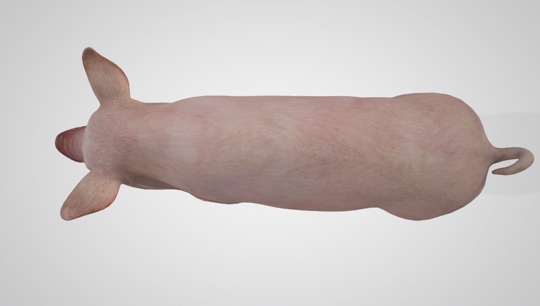 Pig High poly 3D model_5