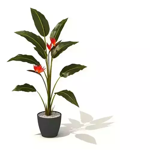Potted Green Tall Plant With Red Flowers