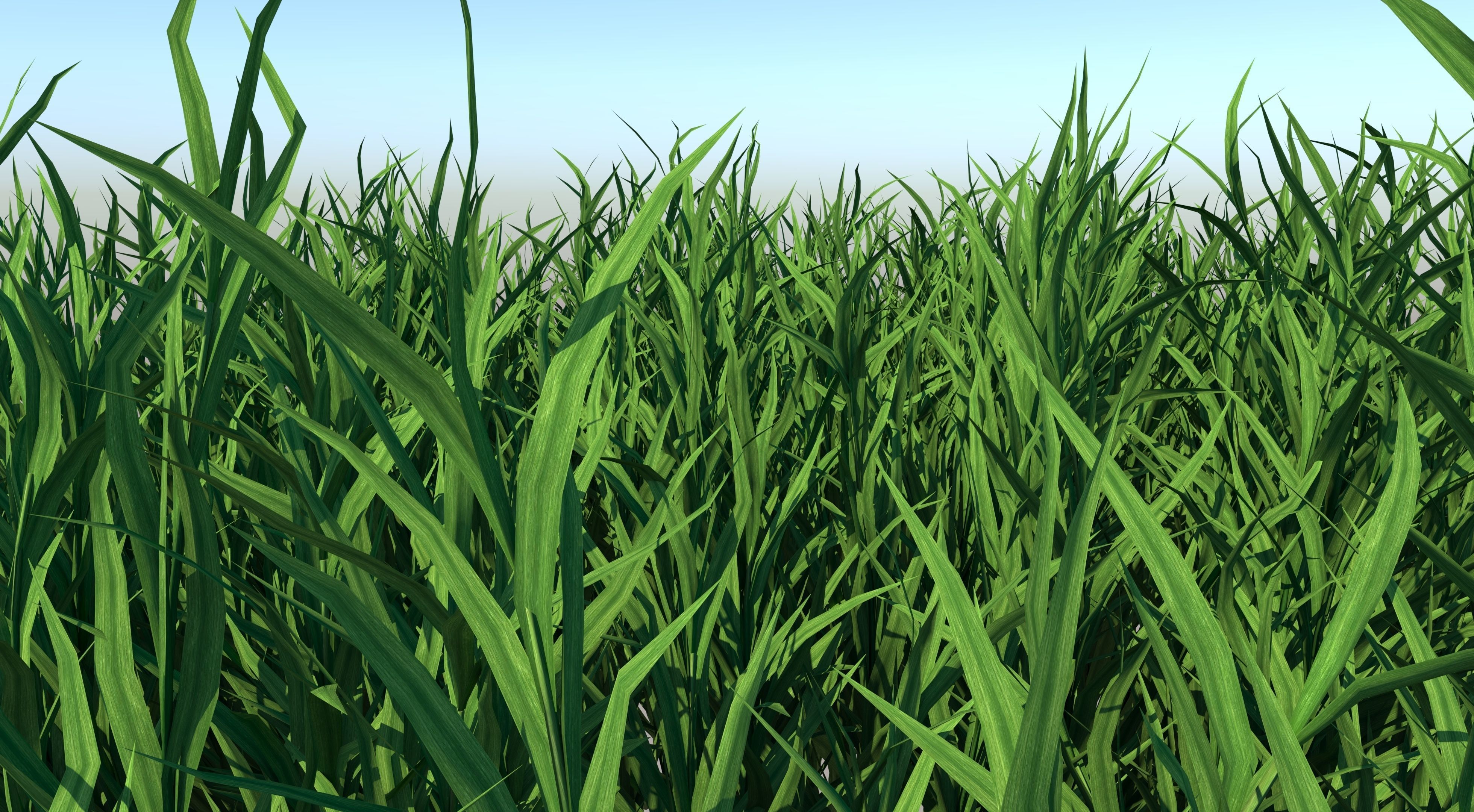 Fine Fescues 3D model_6