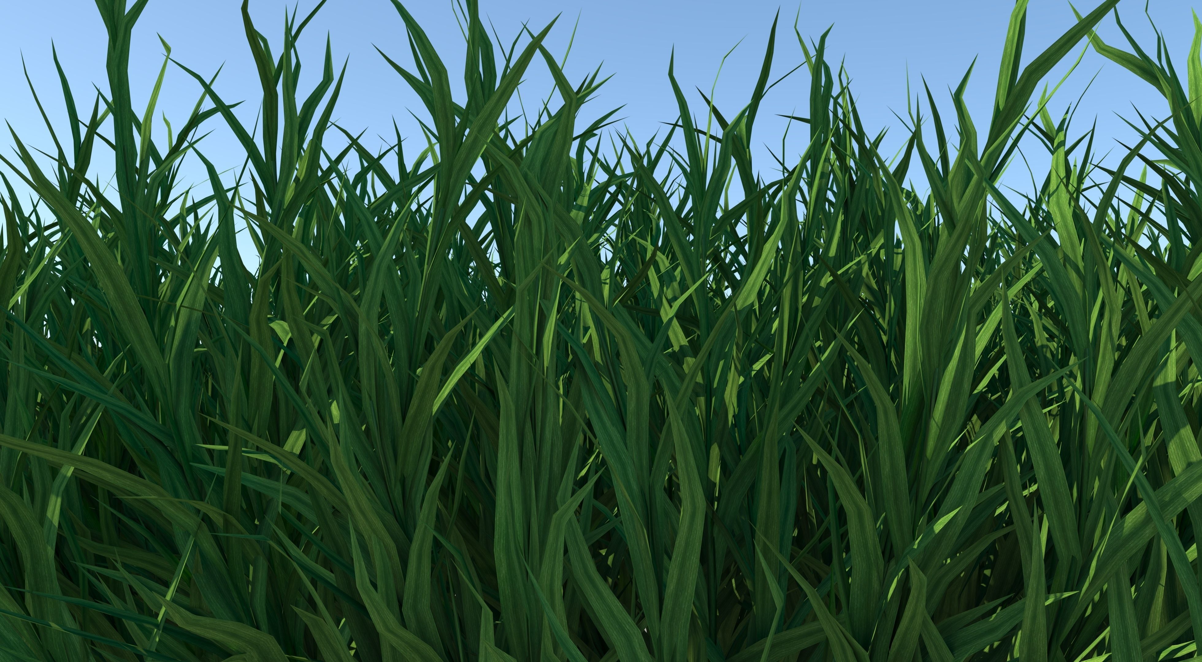 Fine Fescues 3D model_5