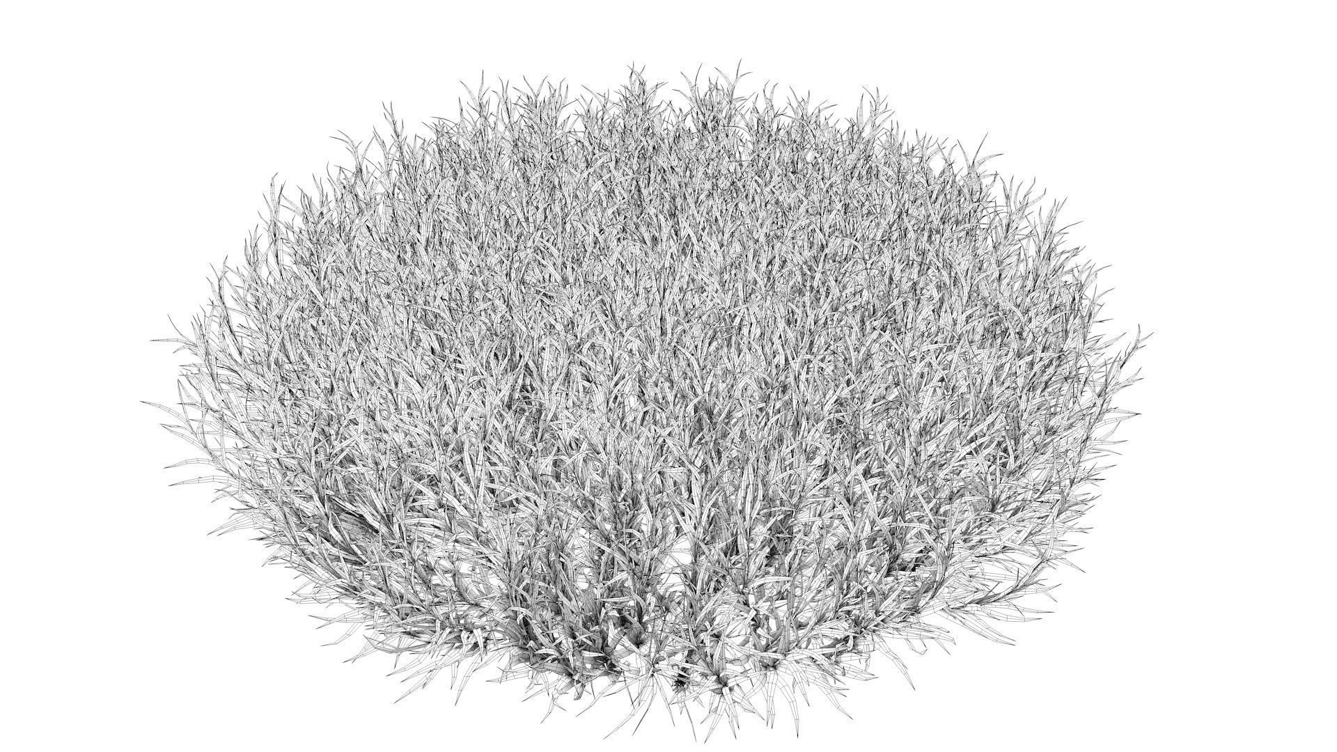 Fine Fescues 3D model_8