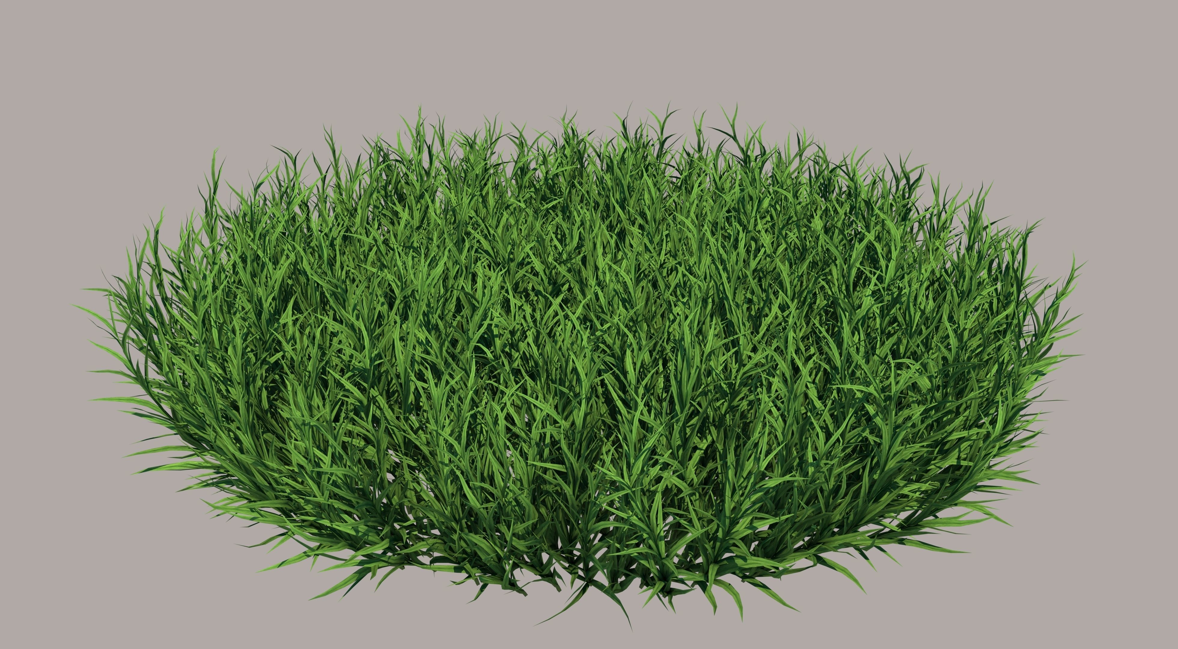 Fine Fescues 3D model_1