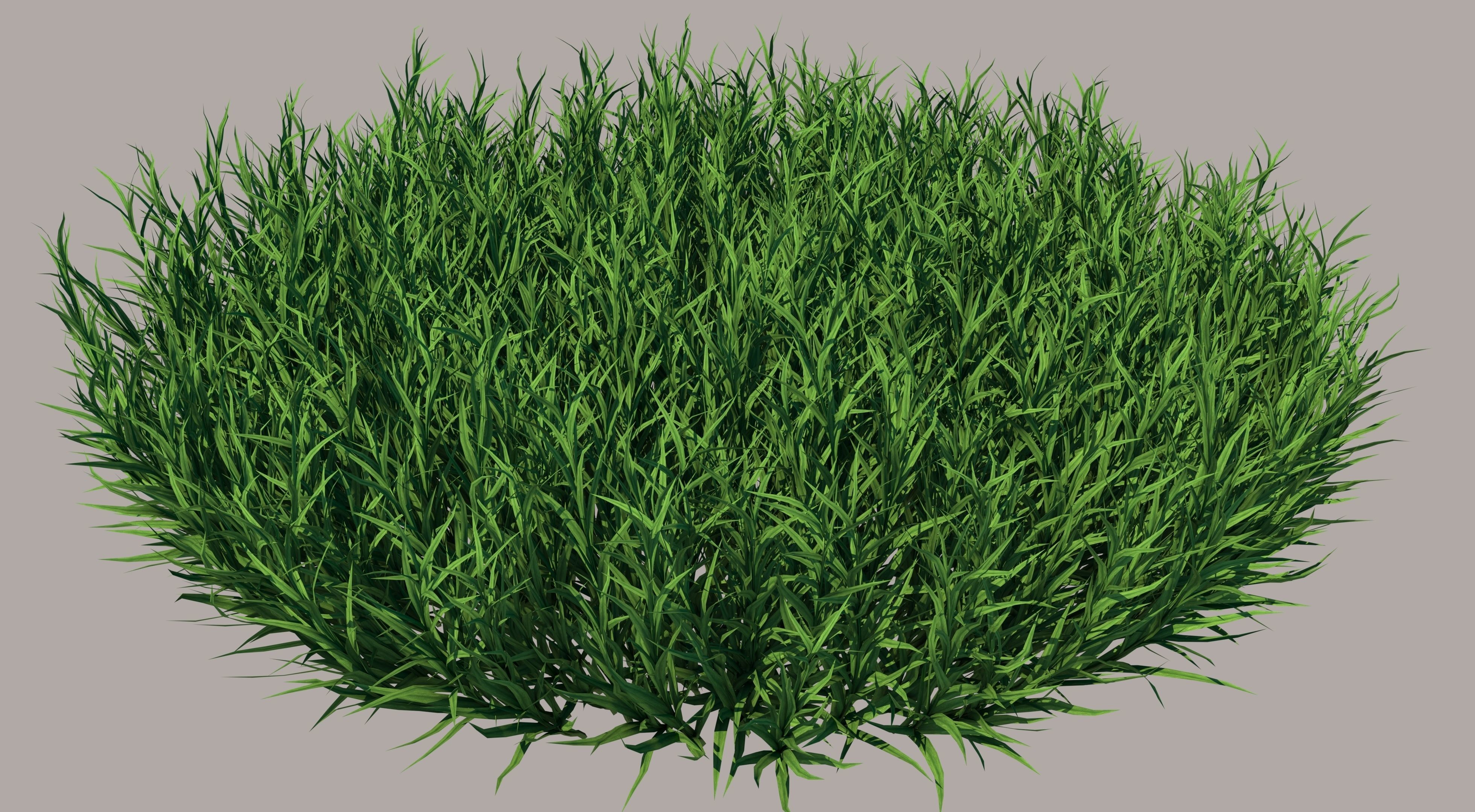 Fine Fescues 3D model_2